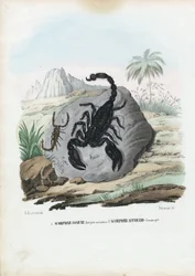 Schaaldieren, 1863-79